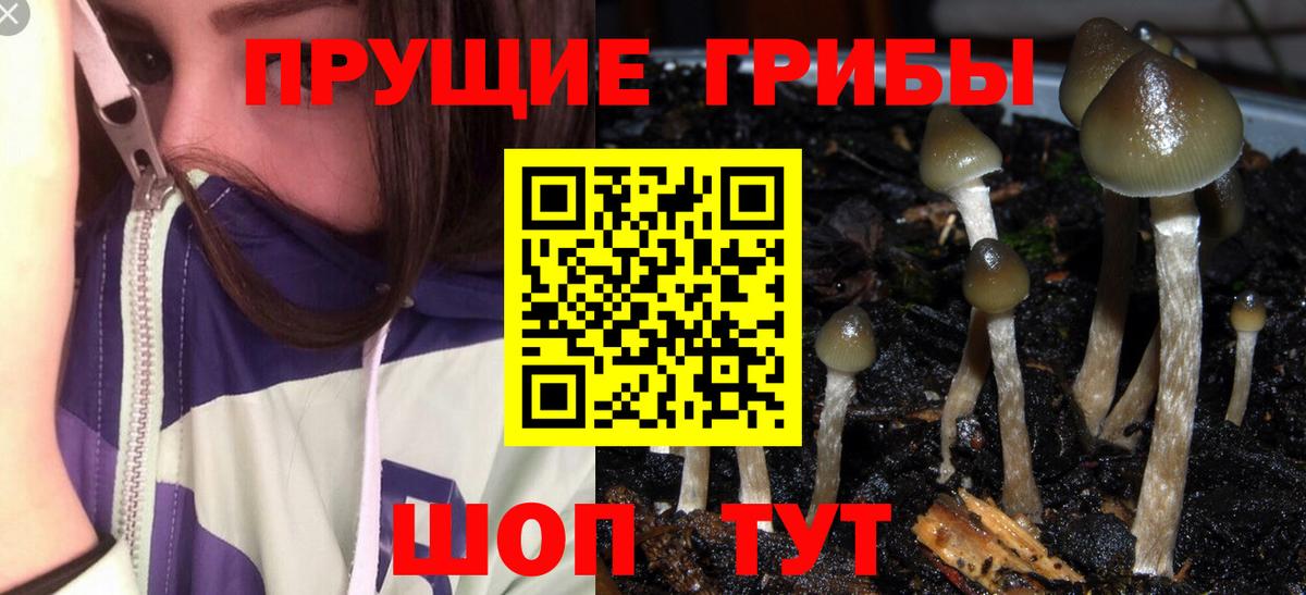 Галлюциногенные грибы MAGIC MUSHROOMS  Псилоцибиновые грибы Psilocybine cubensis  Псков  Вход с VPN 